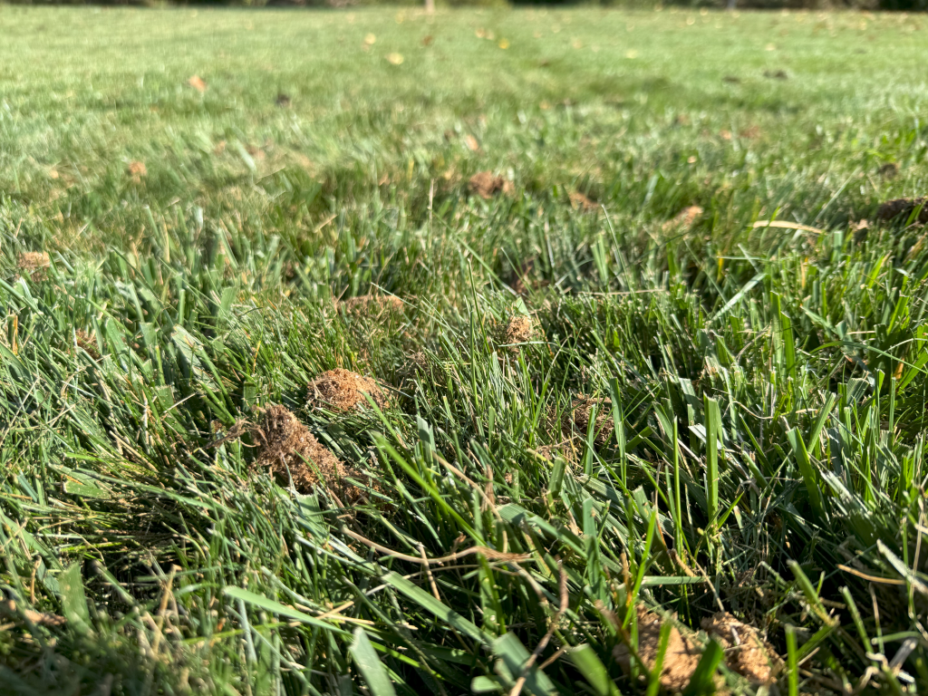 Aeration And Seeding 1