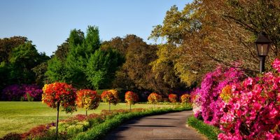 tree-and-shrub img